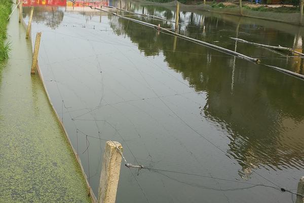 泥鰍的天敵有哪些