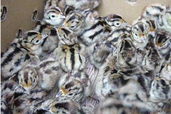 珍珠雞苗吃什么