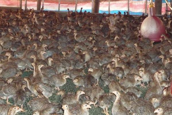 珍珠雞苗吃什么