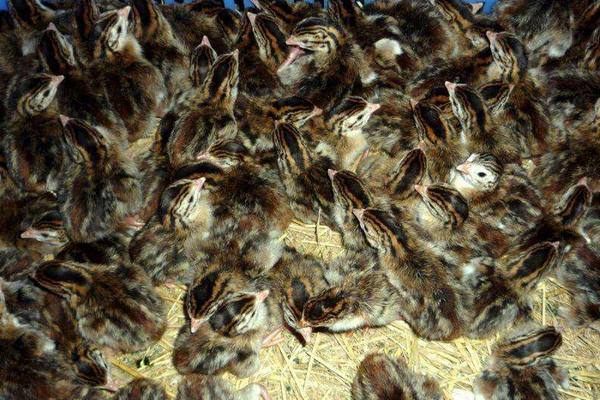 珍珠雞苗吃什么