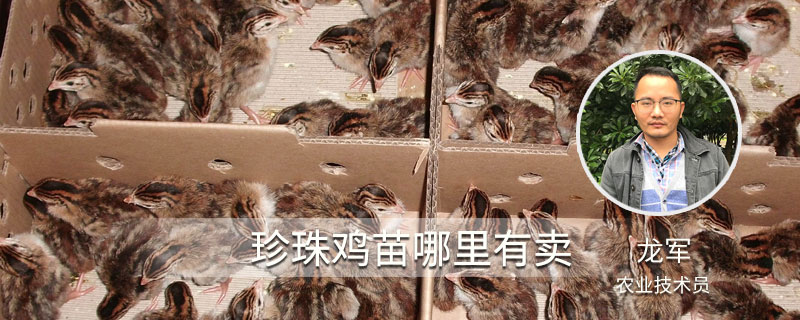 珍珠雞苗哪里有賣