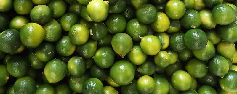 青金桔什么時(shí)候成熟（幾月上市） 青金桔為什么容易壞