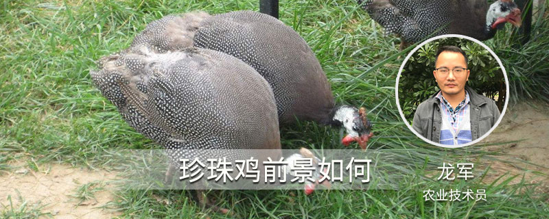珍珠雞前景如何