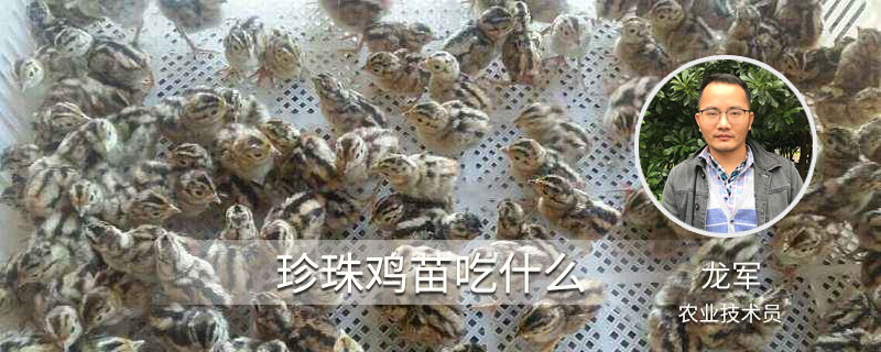 珍珠雞苗吃什么