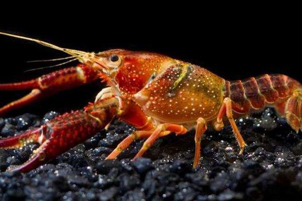 養小龍蝦的投食方法