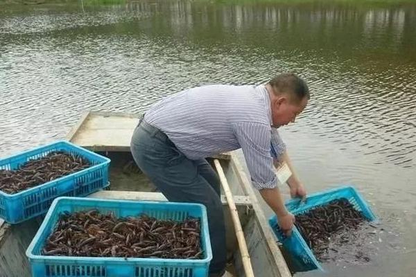 養小龍蝦的投食方法