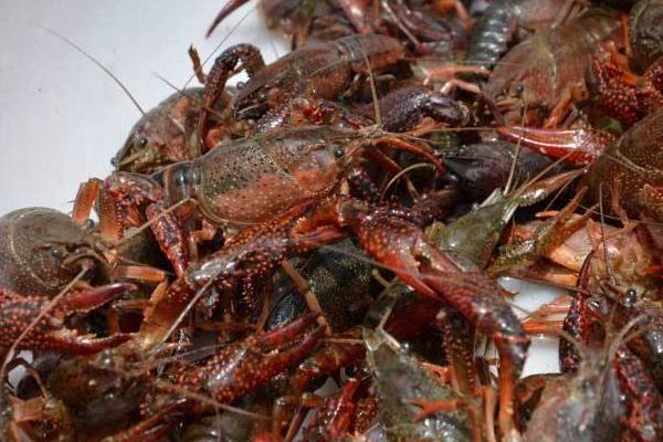 養小龍蝦的投食方法