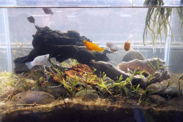 養黑魚有什么說法