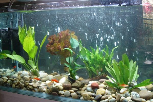 養黑魚有什么說法