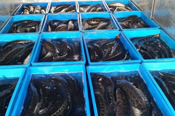 養黑魚一畝地多少成本