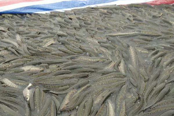 養黑魚一畝地多少成本