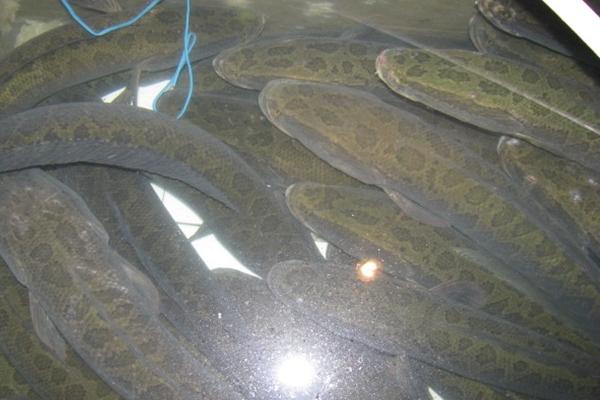 養黑魚一畝地多少成本