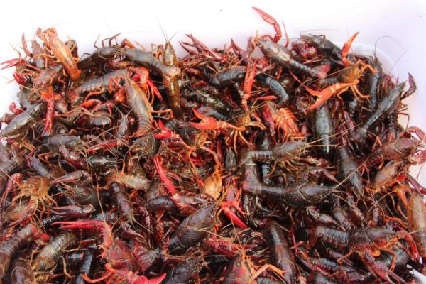 養小龍蝦的風險