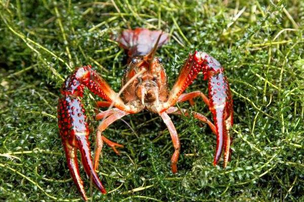 養小龍蝦的風險