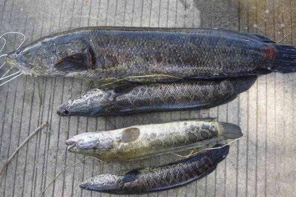 黑魚價(jià)格多少錢一斤