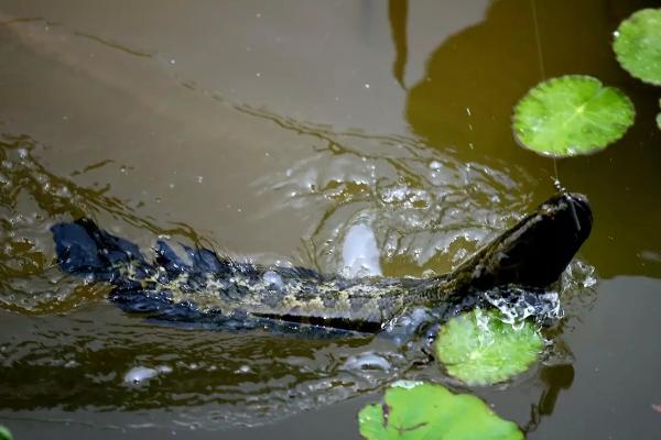 黑魚價(jià)格多少錢一斤