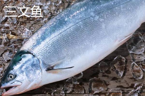 虹鱒魚和三文魚的區(qū)別