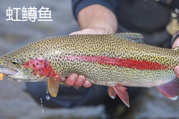 虹鱒魚和三文魚的區(qū)別