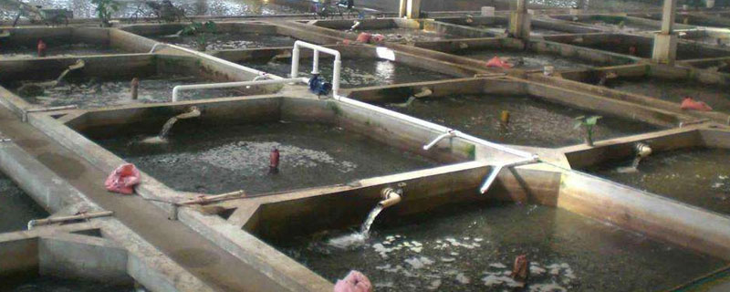 養泥鰍水深要多少