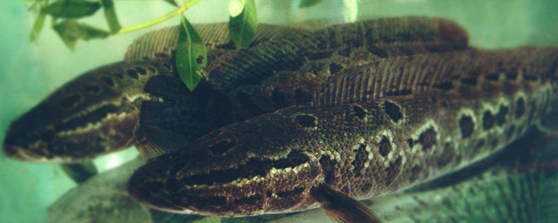 黑魚價格多少錢一斤