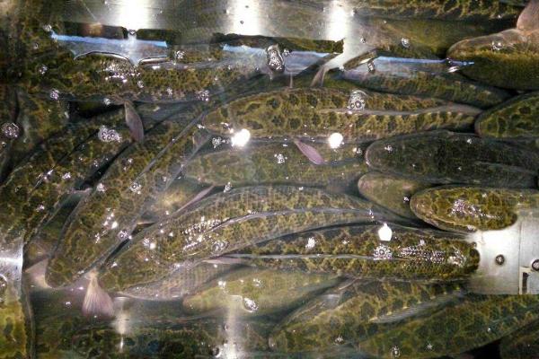 黑魚價(jià)格多少錢一斤