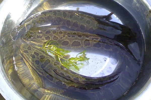 黑魚價(jià)格多少錢一斤