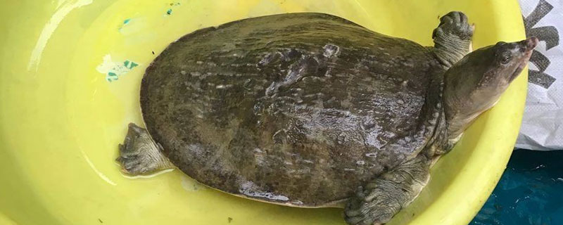 甲魚的營養價值