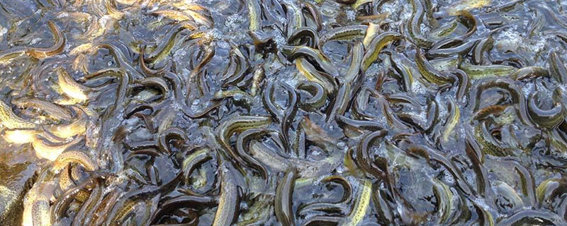 養泥鰍需要什么條件