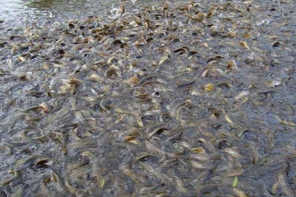 養泥鰍需要什么條件