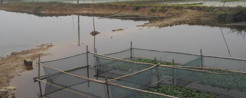 花泥鰍養殖技術