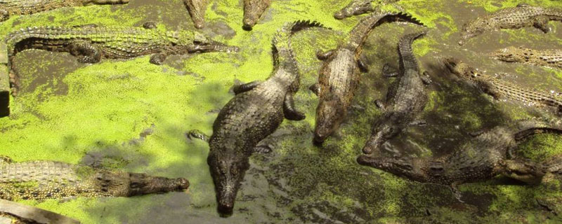 鱷魚養殖溫度要求