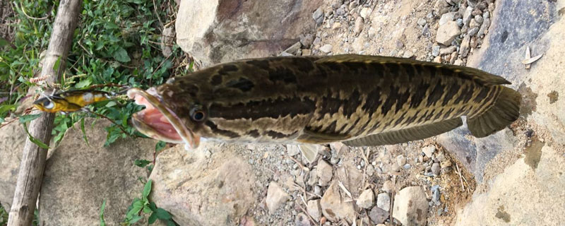 養黑魚喂什么食物
