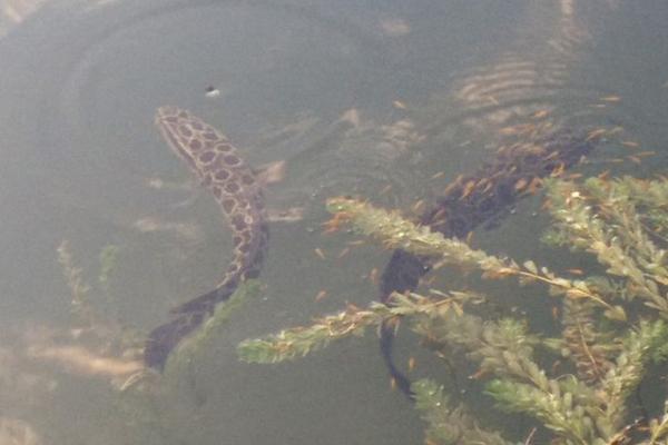 養(yǎng)黑魚(yú)喂什么食物