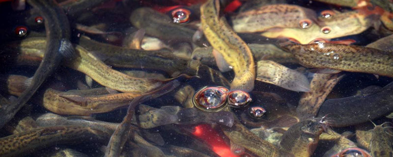 泥鰍的天敵有哪些