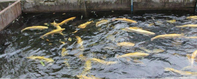 虹鱒魚養殖條件