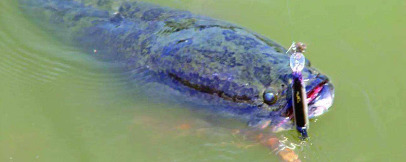 黑魚的養殖周期