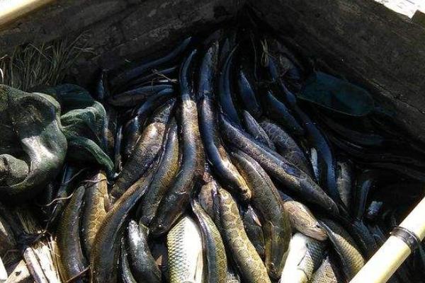 黑魚的養(yǎng)殖周期