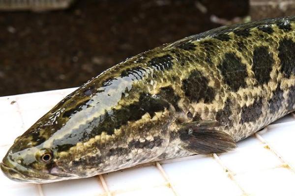 黑魚的養(yǎng)殖周期