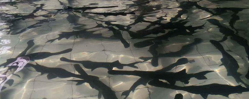 鴨嘴魚的養殖條件