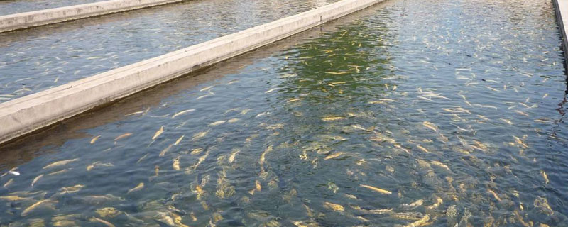 魚缸可以養虹鱒魚嗎