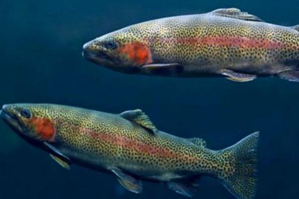 魚缸可以養(yǎng)虹鱒魚嗎