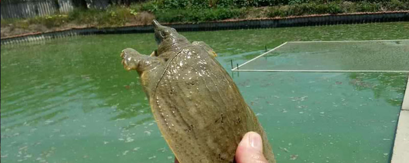 養甲魚水要多深