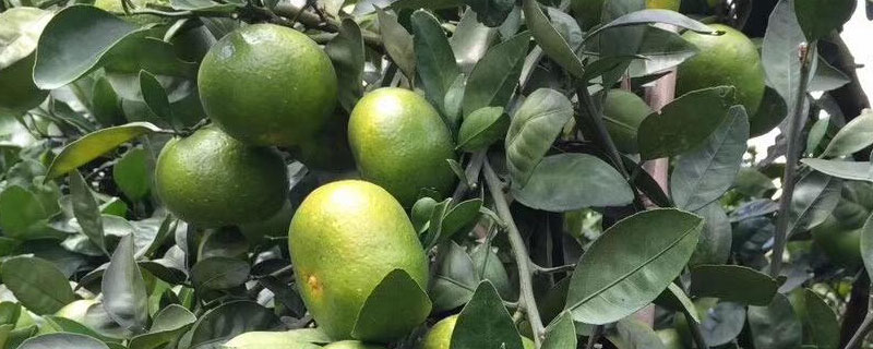 青金桔和金桔的區(qū)別是什么 青金桔和黃金桔一樣嗎