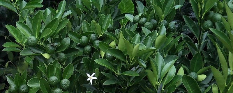 青金桔市場(chǎng)價(jià)格多少錢一斤 青金桔產(chǎn)地在哪里