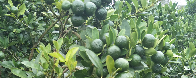 海南青金桔樹怎么種植 海南青金桔幾年掛果