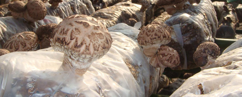 香菇是怎么種出來的 香菇有幾種