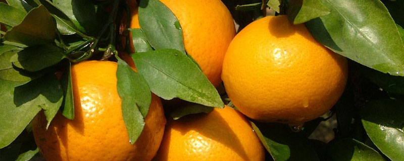 皇帝柑市場價格多少錢一斤 皇帝柑產地在哪里