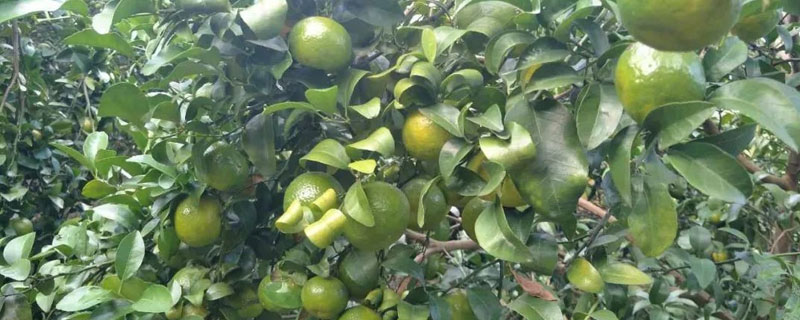 皇帝柑是橘子還是橙子 皇帝柑好還是沃柑好吃