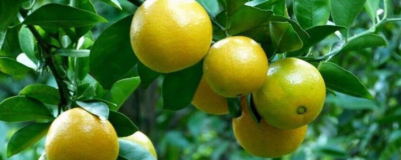 貢柑市場價格多少一斤 貢柑幾月成熟（什么時候上市）