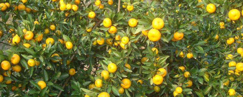 貢柑的保存時間有多長 貢柑能放在冰箱保存嗎